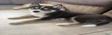 Pomsky 2