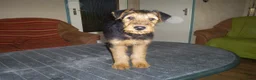 Airedale Terriër honden te koop: Airedale Terriër Puppy's - Advertentie 10