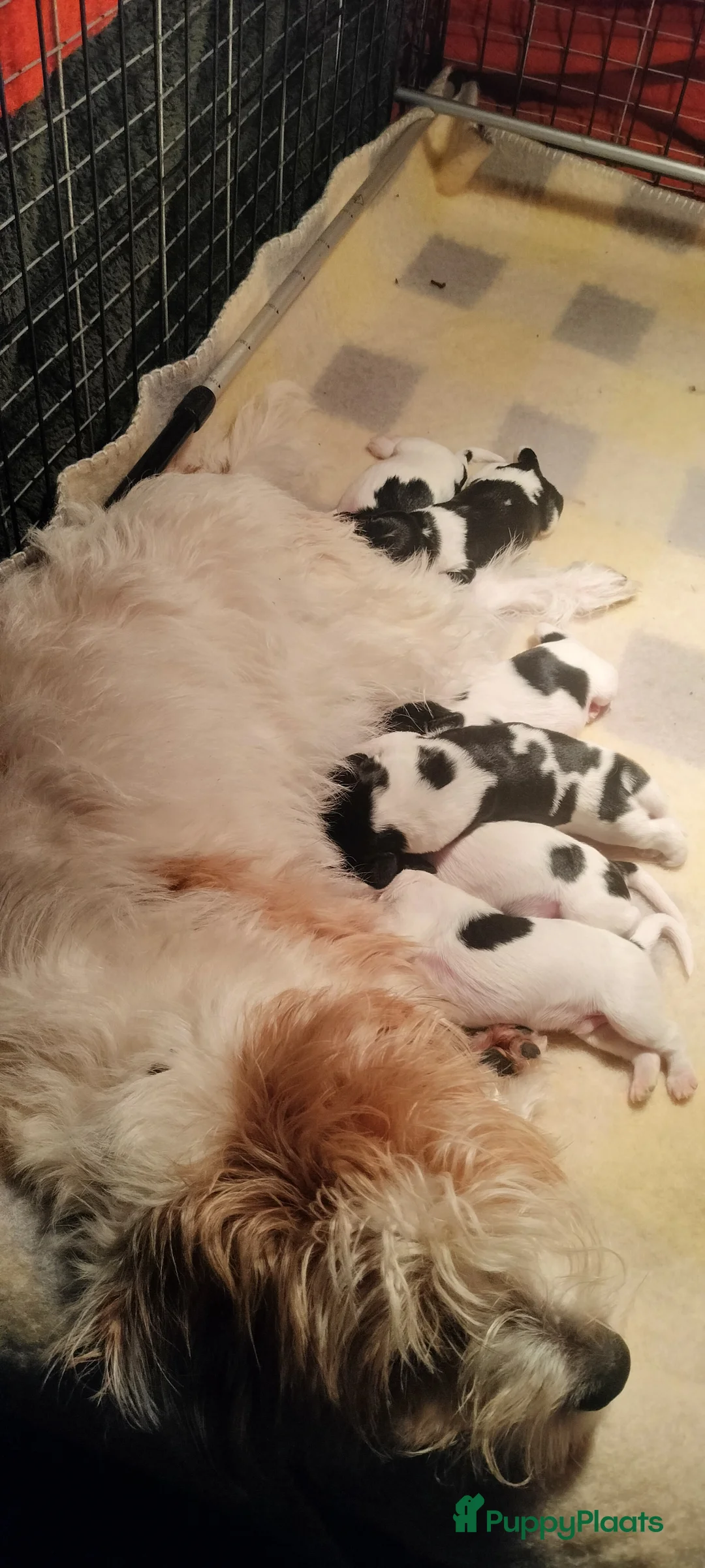 Kruising honden te koop: Tobekan pups Tibetaanse terrier x Cocker Spaniel  - Advertentie 18