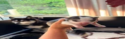 Pomsky honden te koop: Pomsky puppy’s  - Advertentie 11