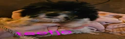Maltipoo honden te koop: Maltipoo - Advertentie 3