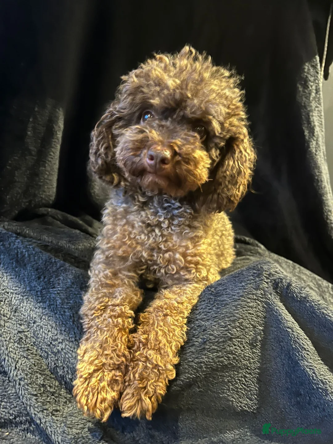 Poedel Toy honden te koop: toy poedel raszuiver - Advertentie 18