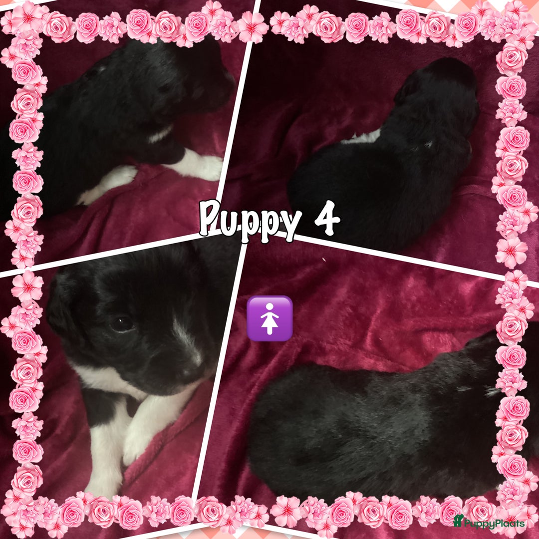 Friese Stabij honden te koop: Prachtige stabij pups - Advertentie 3