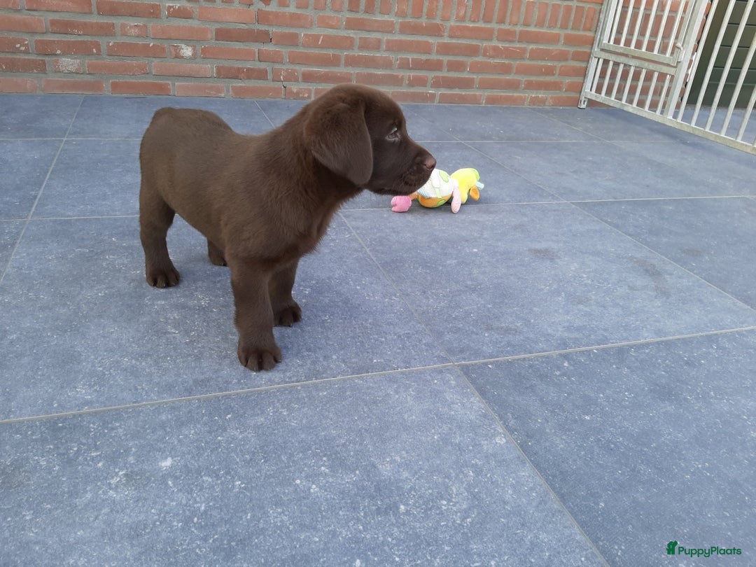 Labrador Retriever honden te koop: Bruin reutje - Afbeelding 11