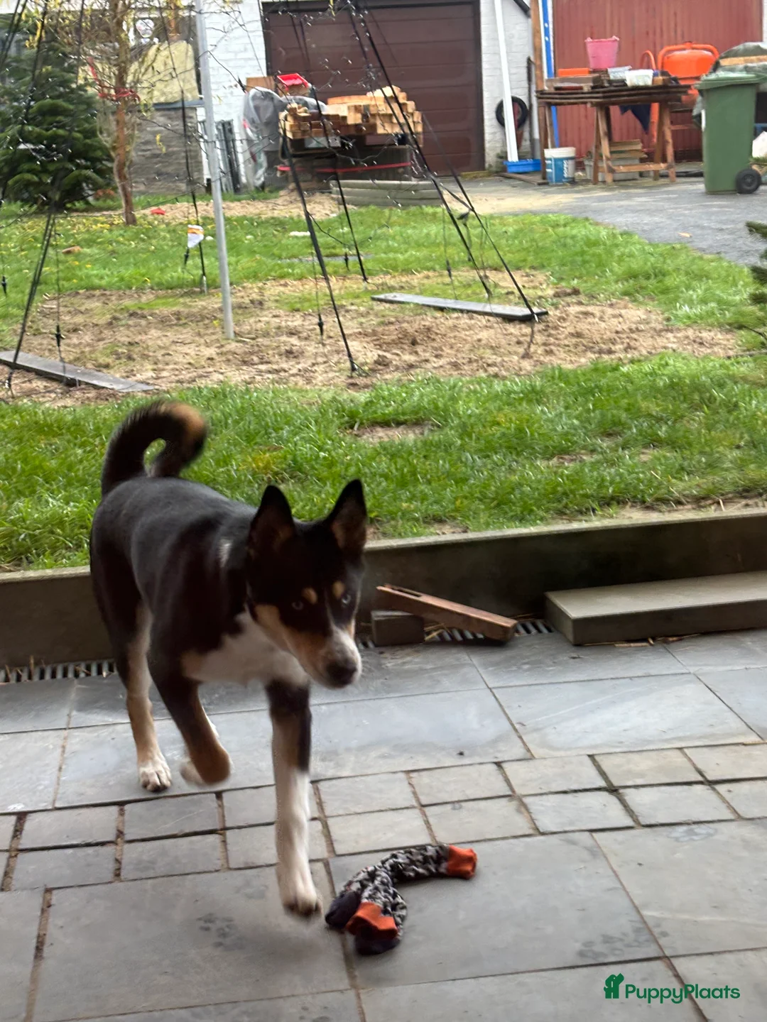 Kruising honden te koop:  Husky kruising dobermans is netjes  - Advertentie 8