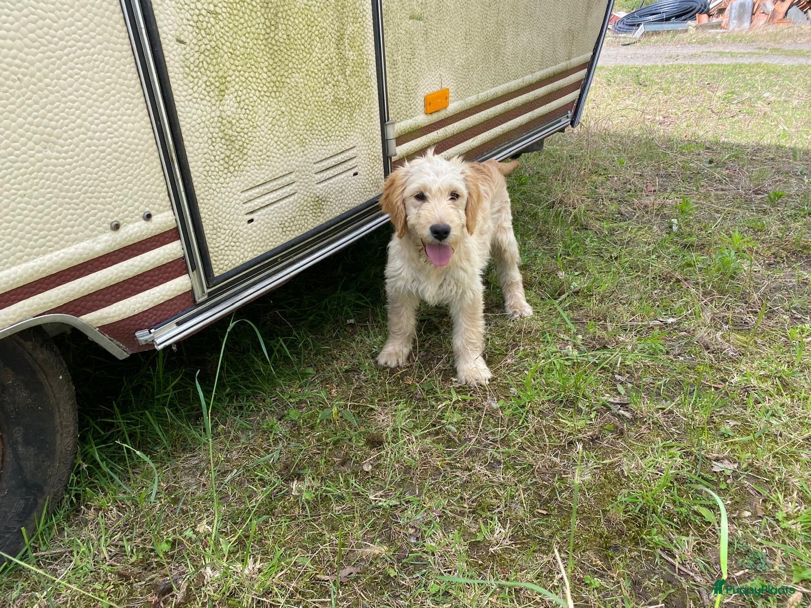 Kruising honden Mooie goldendoodles. - Advertentie 1