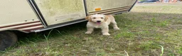 Kruising honden te koop: Mooie goldendoodles. - Advertentie 1