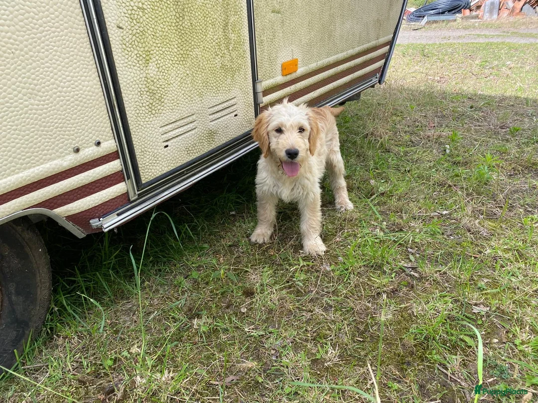 Kruising honden te koop: Mooie goldendoodles. - Advertentie 1