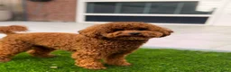 Kruising honden te koop: kruising boomer x poedel in Rijsbergen - Advertentie 9