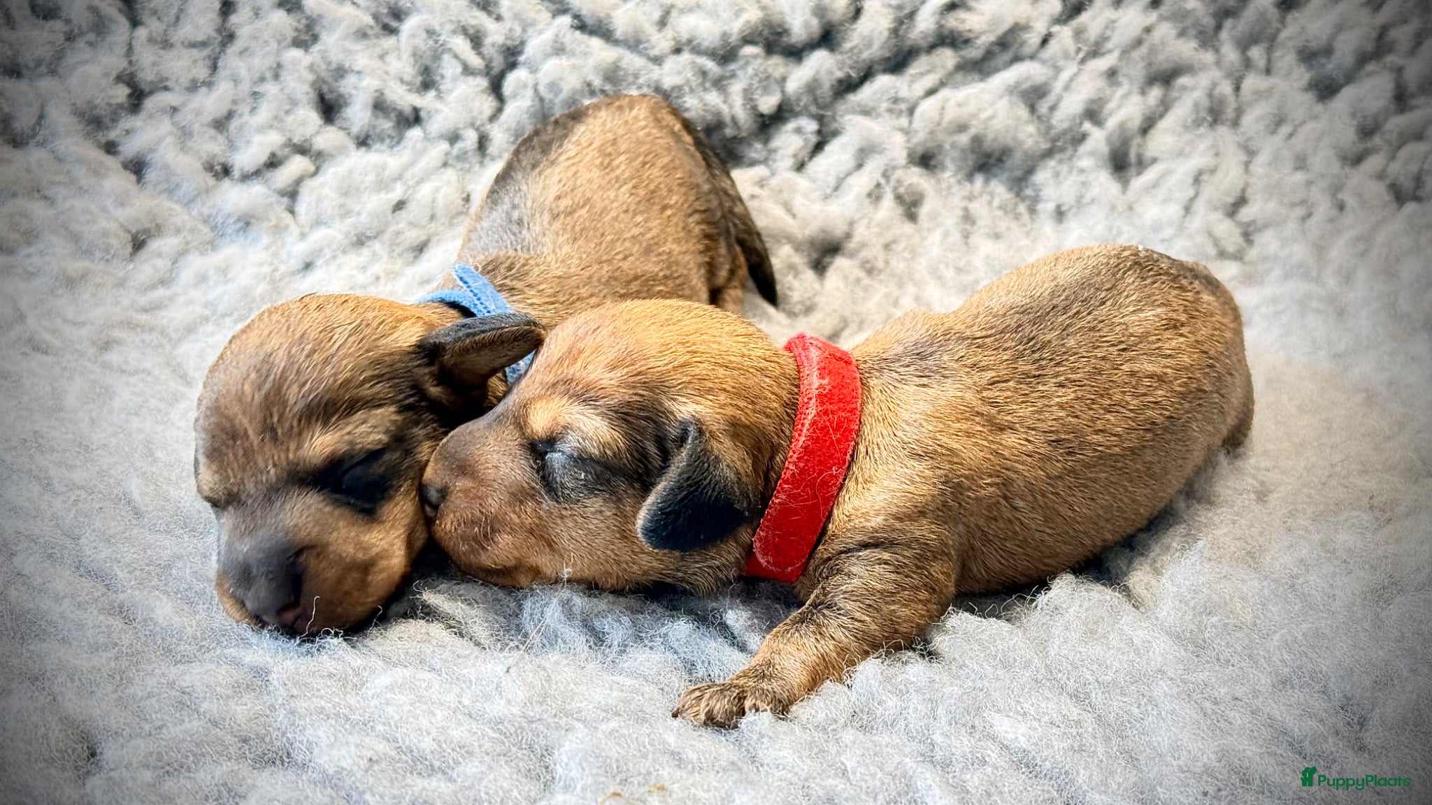 Ruwhaar Teckel honden Rode ruwharige kaninchen teckelpups- met stamboom  - Advertentie 3