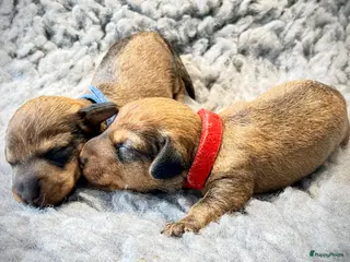 Ruwhaar Teckel honden Rode ruwharige kaninchen teckelpups- met stamboom - Advertentie 3