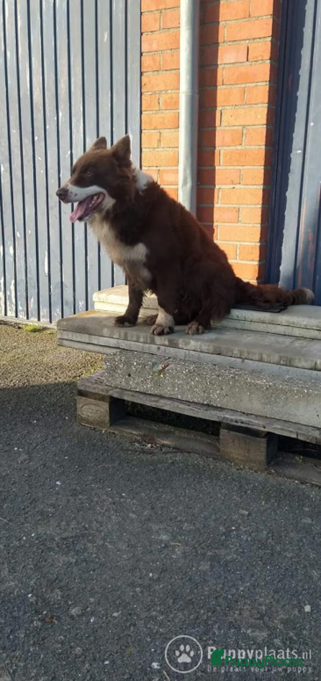 Border Collie honden ter dekking: Correcte, gezonde en ervaren Border Collie reu ter dekking in Sluis - Advertentie 3