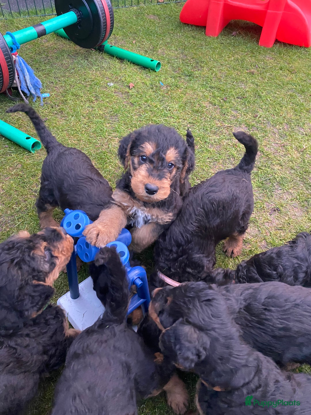 Airedale Terriër honden te koop: Airedale terriër pups  - Advertentie 18
