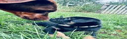 Retromops honden te koop: Prachtige Retromopsjes - Advertentie 5