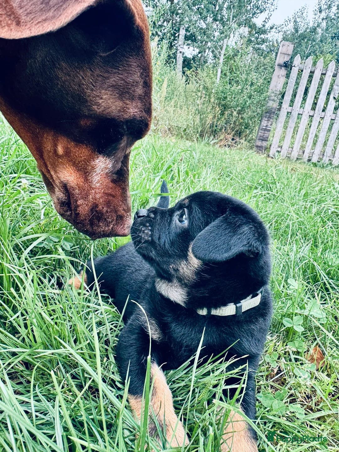 Retromops honden te koop: Prachtige Retromopsjes - Advertentie 5