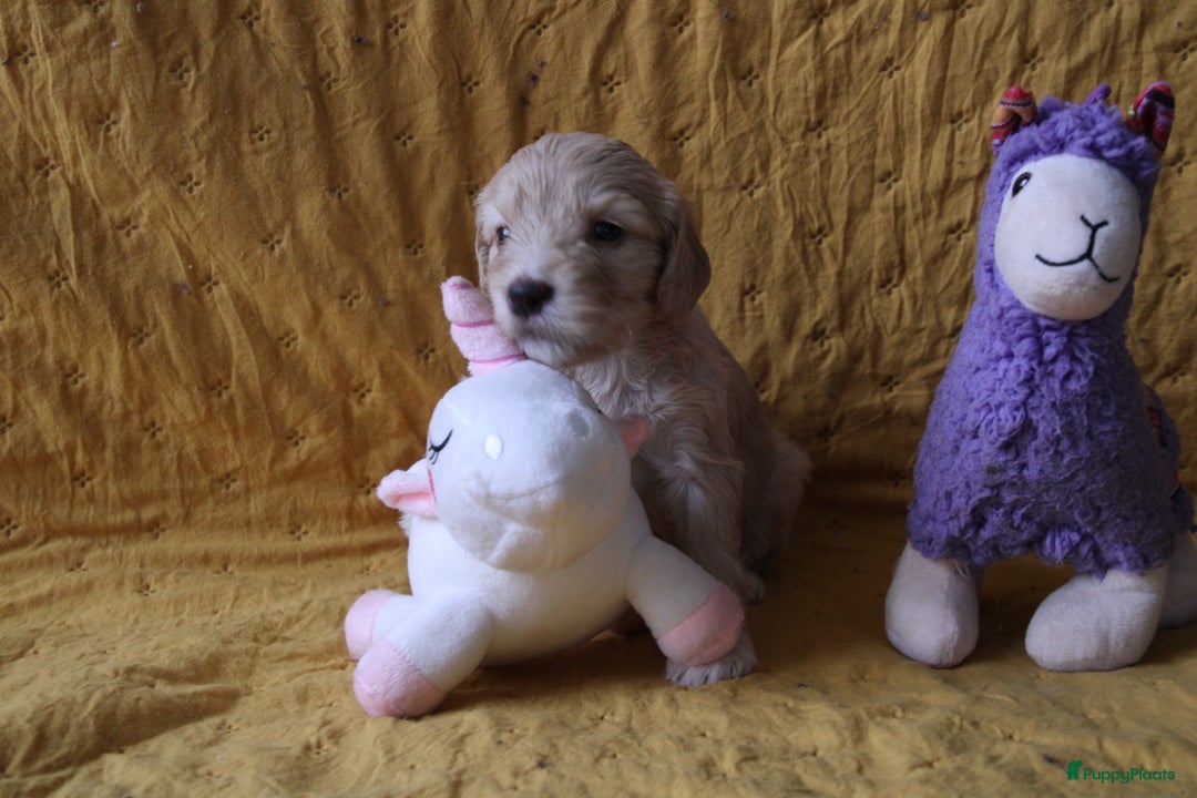 Barbet honden te koop: Barbet puppy’s geboren - Advertentie 2