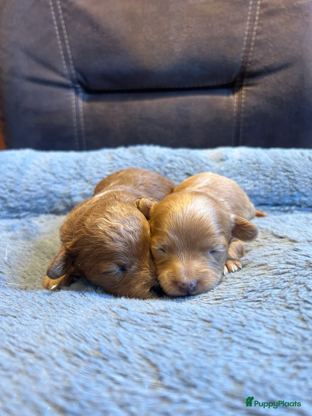 Maltipoo honden te koop: Prachtige Maltipoo puppy’s 🩷 - Advertentie 5