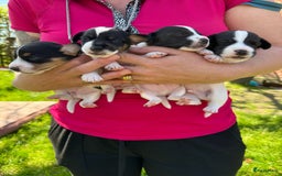 Jack Russel Terriër honden te koop: Jack russel pups (laagbenig) in Baarle-Nassau - Afbeelding 12