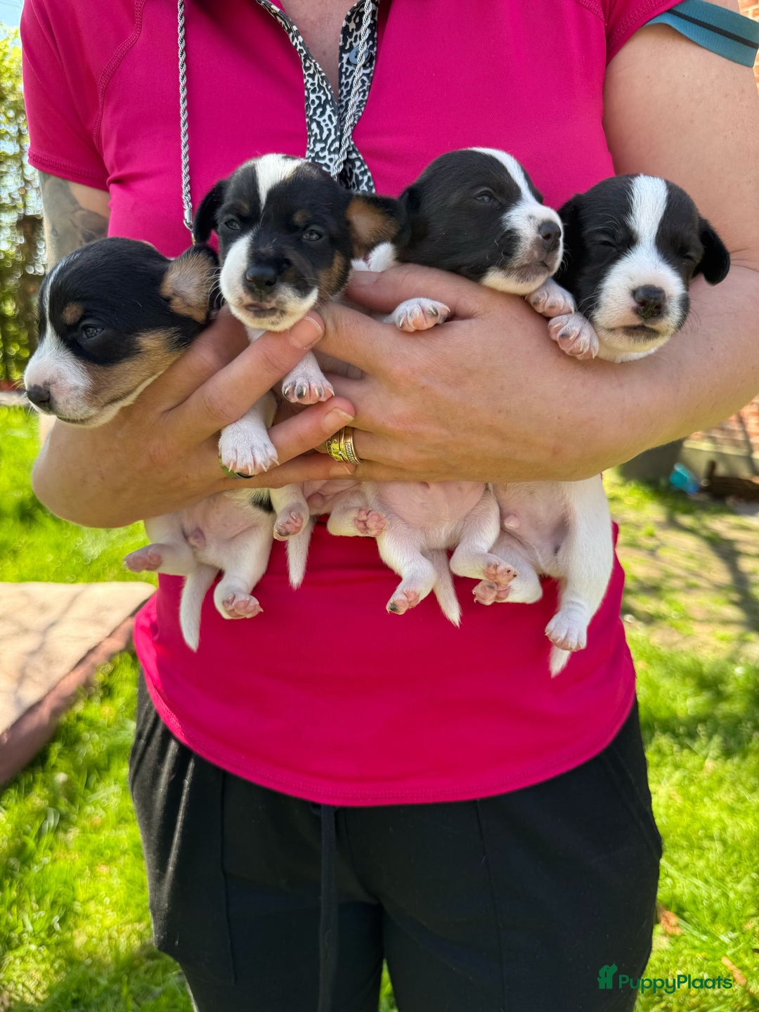 Jack Russel Terriër honden te koop: Jack russel pups (laagbenig) in Baarle-Nassau - Afbeelding 12