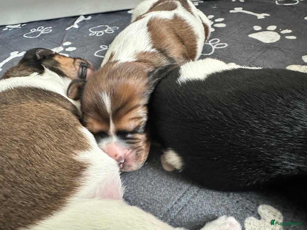 Kruising honden te koop: Nog 2 knuffelbare kruising puppy’s beschikbaar  - Afbeelding 19