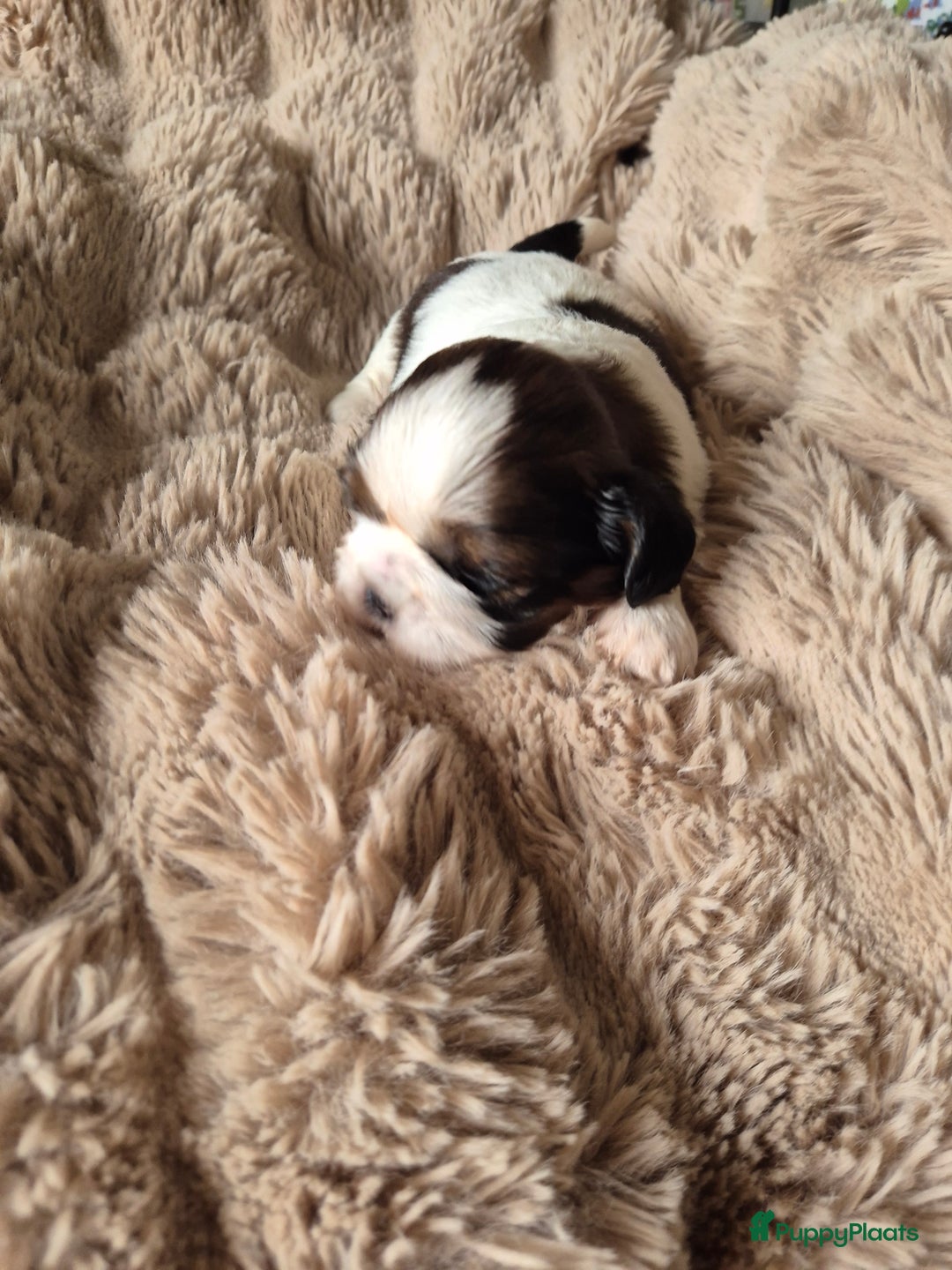Shih Tzu honden te koop: Shih tzu pups  in Espel - Afbeelding 6