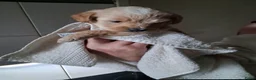 Labradoodle honden te koop: mooie puppy,s labradoodles 1 teefje en 3 reutjes - Advertentie 7