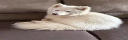 Pomsky honden te koop: Lieve Pomsky pups MOGEN VERHUIZEN  - Advertentie 4