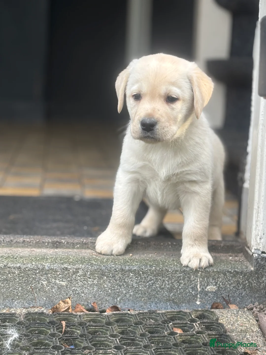 Labrador Retriever honden te koop: Prachtige gele Labrador pups, reutjes  - Advertentie 3