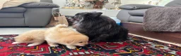 Pomeriaan honden te koop: Pomeriaan puppy’s 🐶 - Advertentie 26