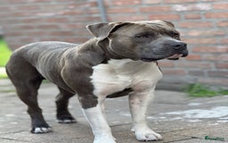 American Staffordshire Terriër honden ter dekking: Unieke Ervaren Amerikaanse Stafford bleu dekreu  in Gemert - Afbeelding 8
