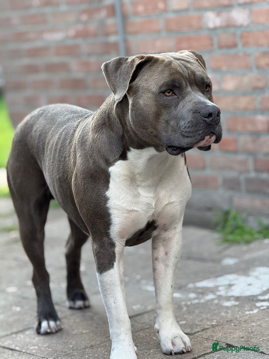 American Staffordshire Terriër honden ter dekking: Unieke Ervaren Amerikaanse Stafford bleu dekreu  in Gemert - Afbeelding 8