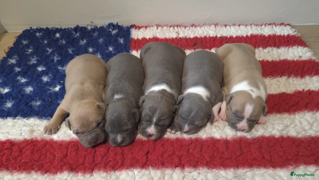 American Staffordshire Terriër honden te koop: Prachtige Amerikaanse Staffordshire Terriër pups - Advertentie 9
