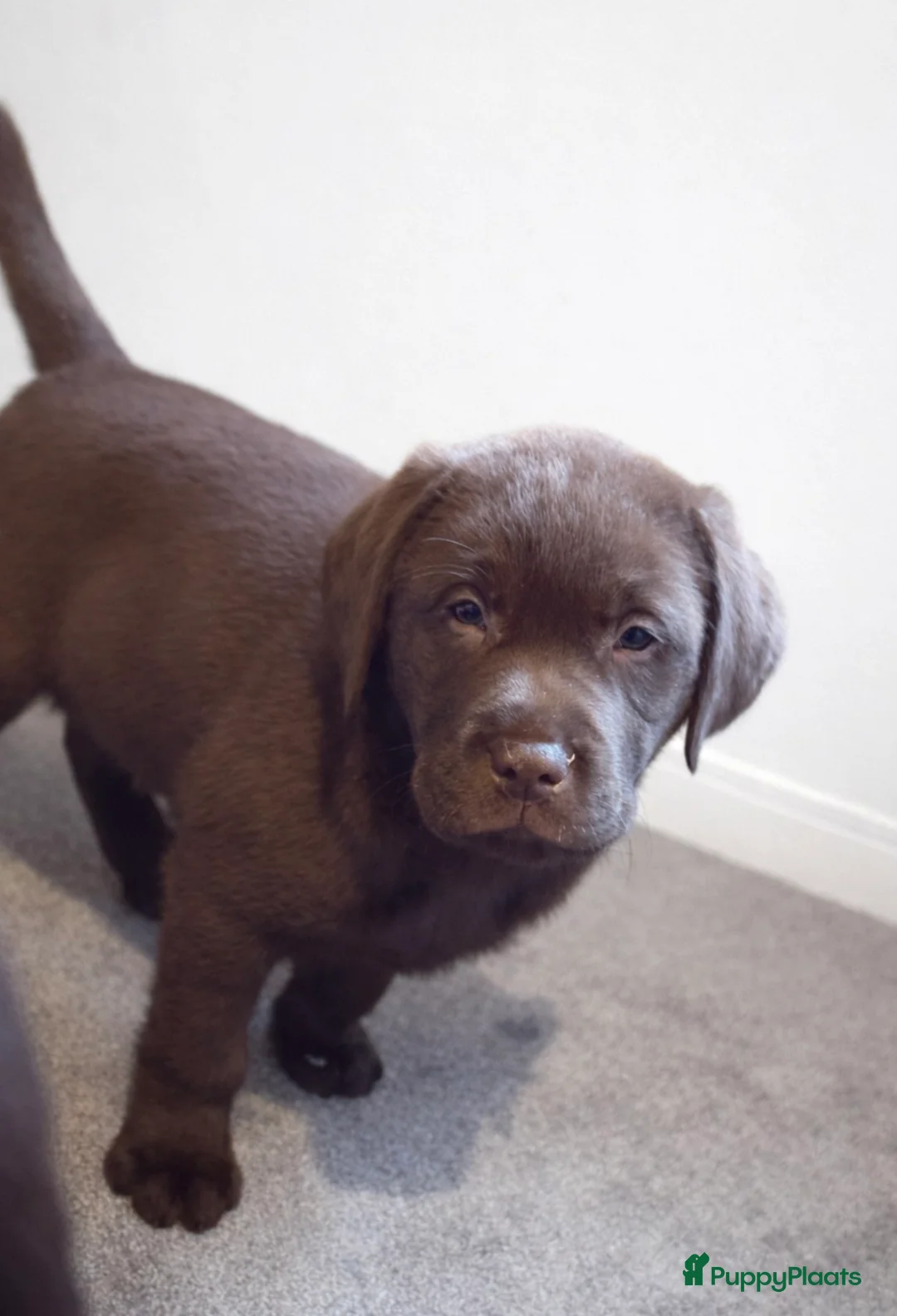 Labrador Retriever honden te koop: Labrador pup - Advertentie 1