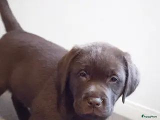 Labrador Retriever honden Labrador pup - Advertentie 1