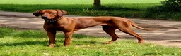 Rhodesian Ridgeback honden te koop: Prachtige Rhodesian Ridgeback pups met Stamboom - Advertentie 2