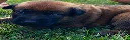 Mechelse Herder honden te koop: Mechelse herder pups - Advertentie 8
