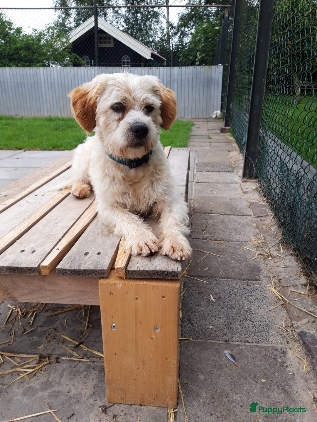 Kruising honden te koop: Een Schattig Puppy - Advertentie 12