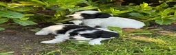 Kruising honden te koop: Labradoodle mini x Boomer pups - Advertentie 5
