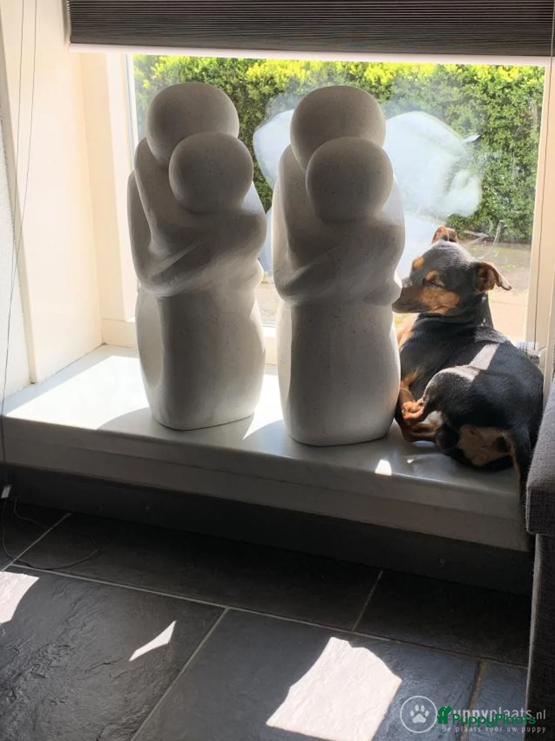 Jack Russel Terriër honden ter dekking: Jack Russel Black&tan  dek reu in Rietmolen - Advertentie 5