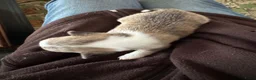 Chihuahua honden te koop: Korthaar chihuahuapups - Advertentie 6