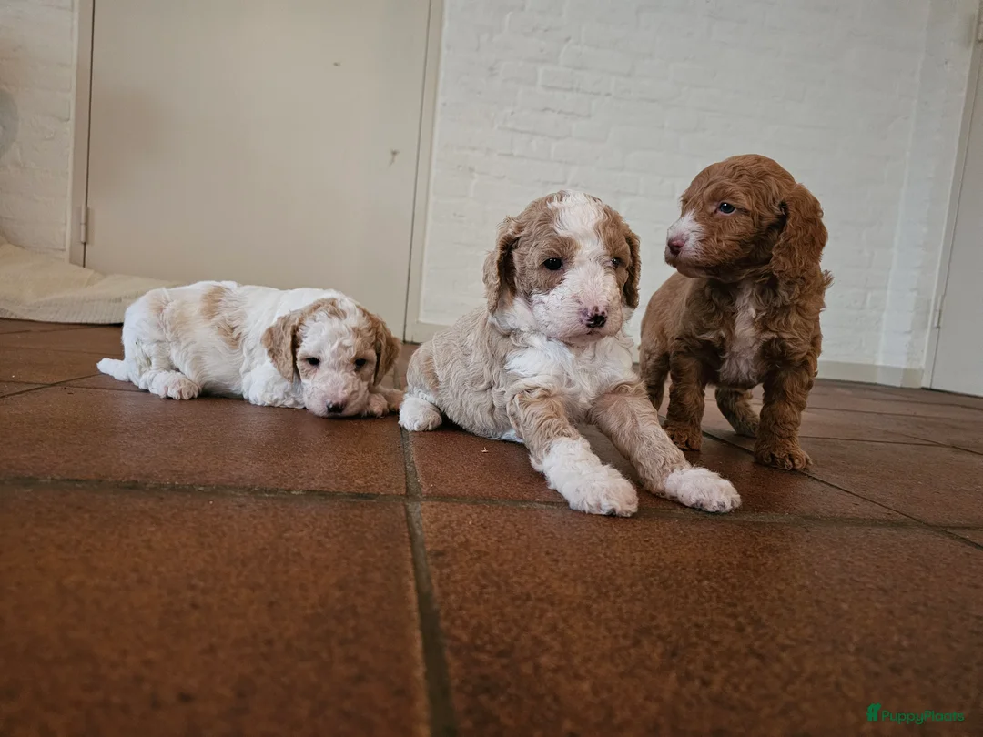 Maltipoo honden ter dekking: Maltipoo multigen dekreu  - Advertentie 13