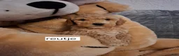 Labradoodle honden te koop: Labradoodle pups medium  - Advertentie 15
