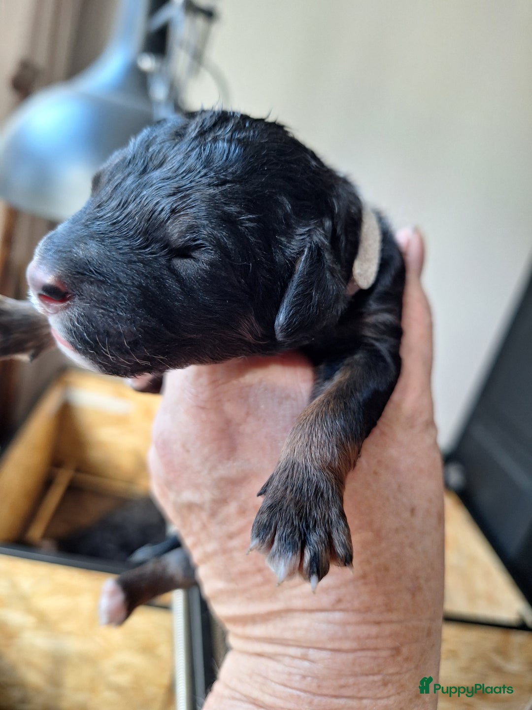 Bernedoodle honden te koop: Bernedoodles multigen - Afbeelding 12