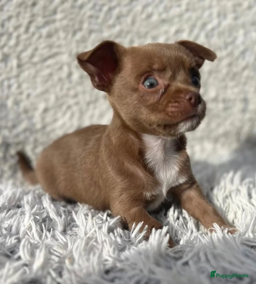Chihuahua honden te koop: Chihuahua caramel pup reutje - Advertentie 1