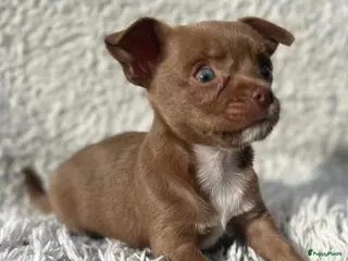 Chihuahua honden Chihuahua caramel pup reutje - Advertentie 2