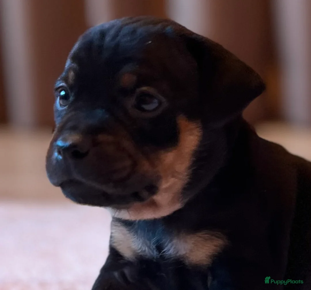 Kruising honden te koop: Carlin Pinscher Pups - Advertentie 5