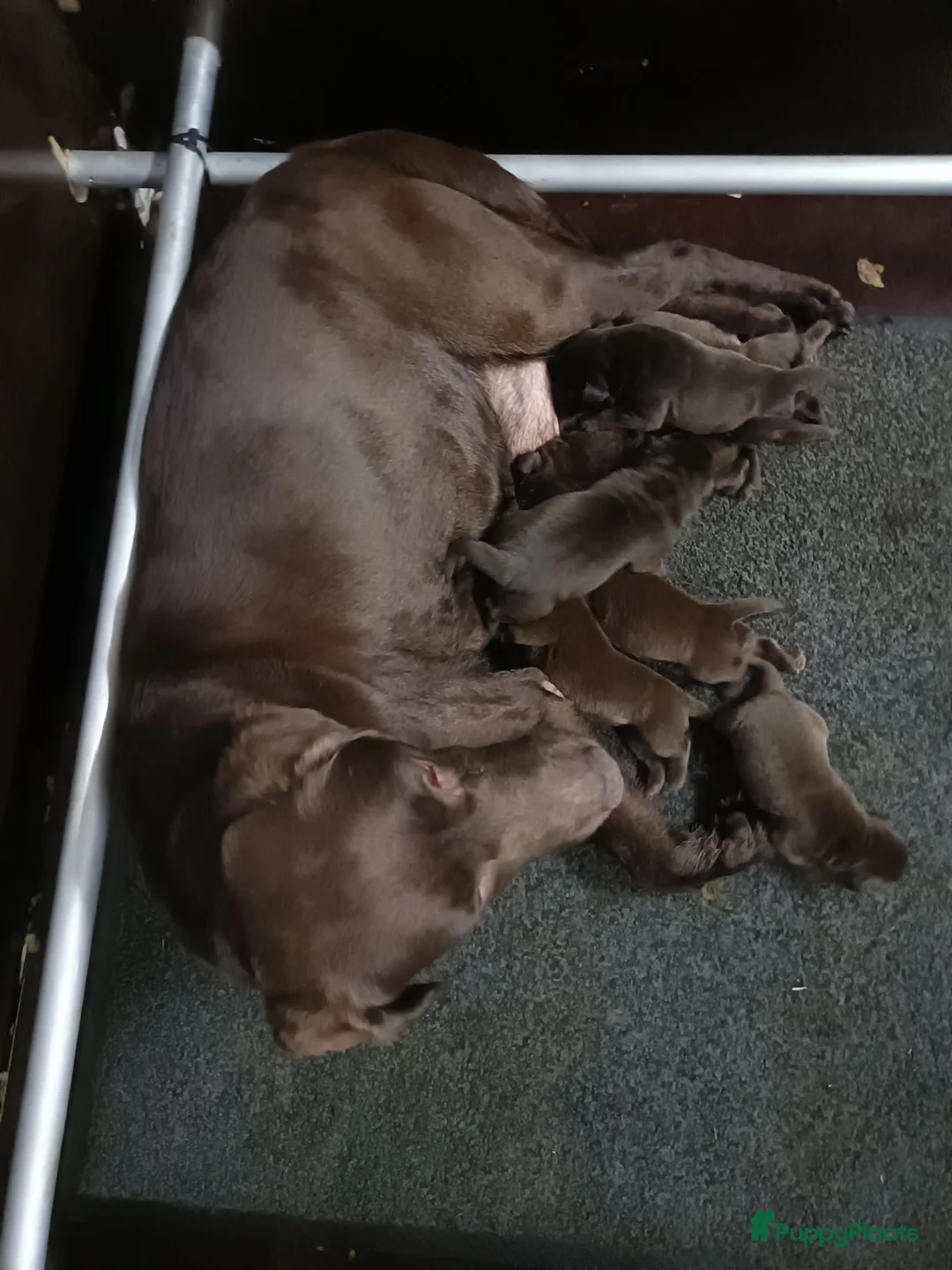 Labrador Retriever honden te koop: Chocolade bruine labrador pups met stamboom ! - Advertentie 39