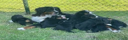 Berner Sennenhond honden te koop: Prachtige Raszuivere Berner Sennen pups te koop in Voorthuizen - Advertentie 11