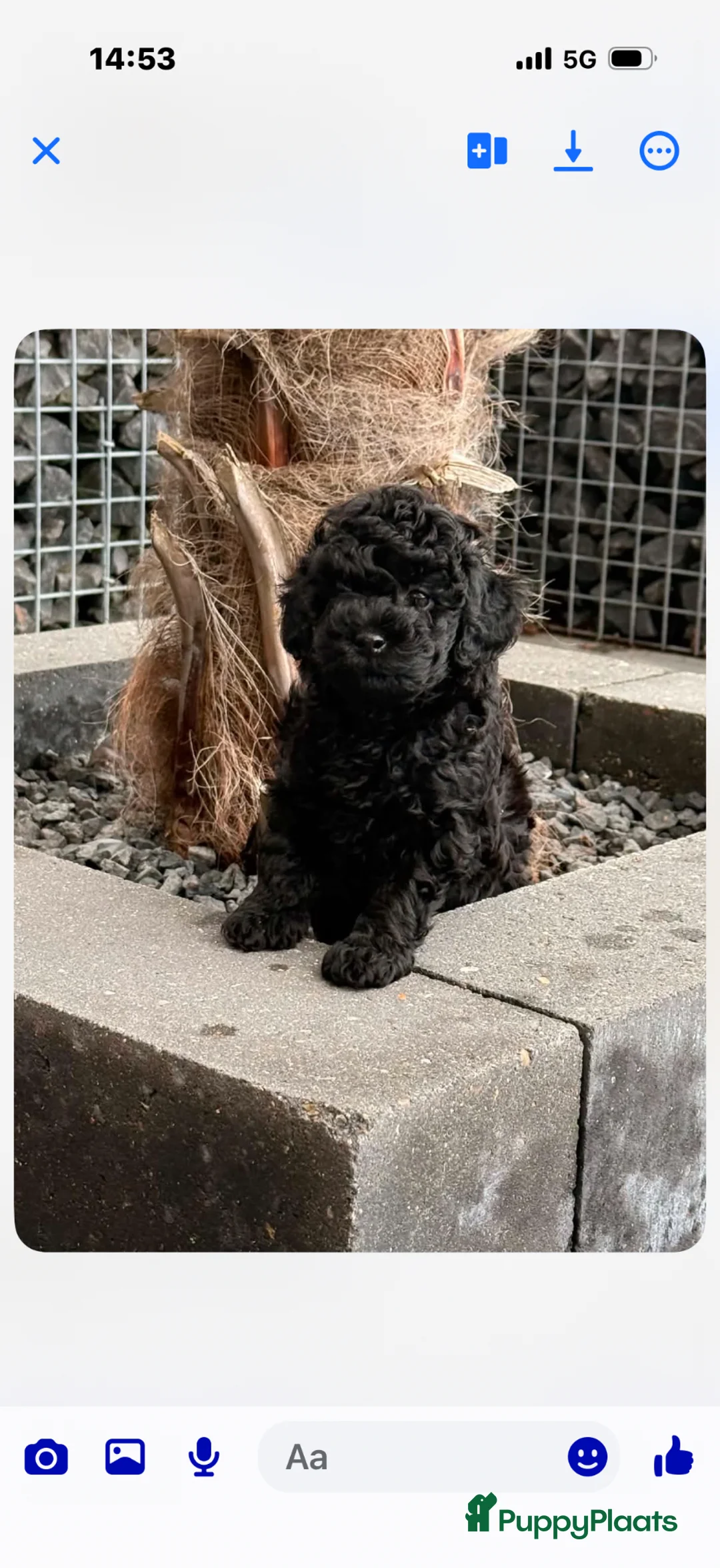 Poedel Toy honden te koop: Zwart toy poedel reutje - Advertentie 2