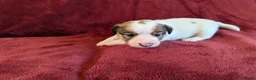 Jack Russel Terriër honden te koop: Mooie Jack Russell pups met stamboom  - Advertentie 7